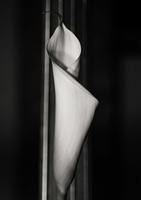 calla-2