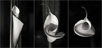 calla-3