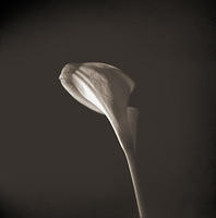 lily-1