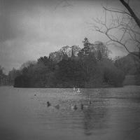 swan-lake