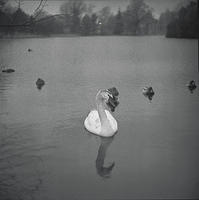 swan-song