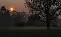 dawn-sheep