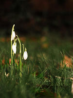 First snowdrops of the year.
