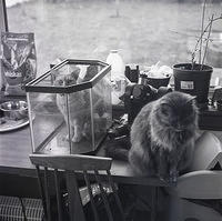 Tank-Cats-2