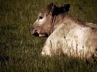 cow-1.jpg