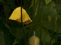 yellow-umbrella.jpg