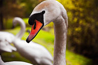 Swan @ Gartmorn Dam nr. Alloa