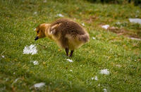 Gosling @ Gartmorn Dam nr. Alloa