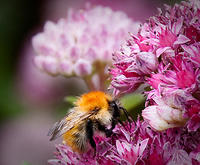 20100814.10.1085-bumble