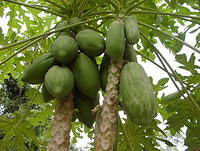 Papaya Tree