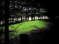 clearing