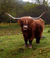 coo