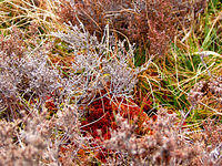 p4090518ed