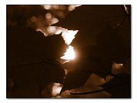 p6061575-copy