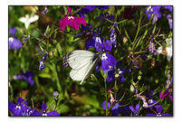p8140270-copy