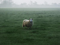 sheep