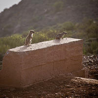 Barbary Ground Squirrels